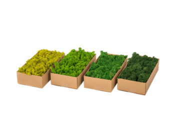 Mech Reniferowy Oczyszczony PREMIUM 500g - Mech Chrobotek - Limonkowy - obrazek 2
