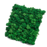 Panel z Mchu Reniferowego/ Mchu Chrobotka 30x30cm Średniozielony