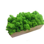Mech Reniferowy Oczyszczony PREMIUM 500g - Mech Chrobotek - Limonkowy