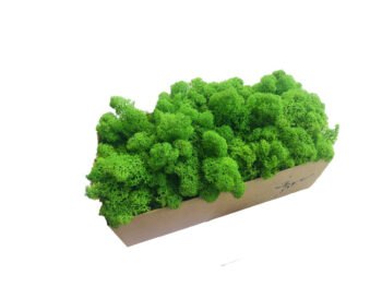 Mech Reniferowy Oczyszczony PREMIUM 500g - Mech Chrobotek - Limonkowy