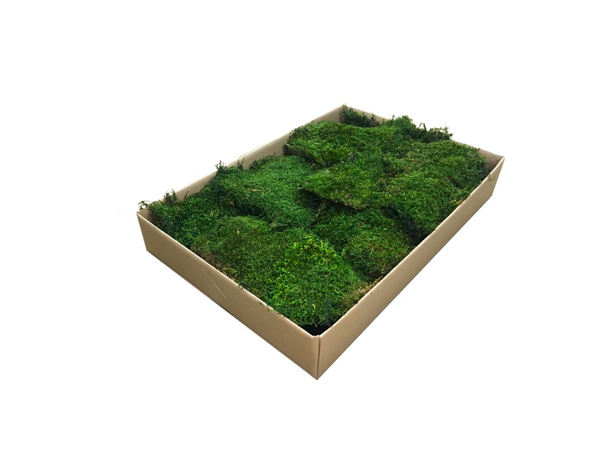 5168123299 Mech Płaski Dekoracyjny PREMIUM 1m2 Ciemnozielony - obrazek 1