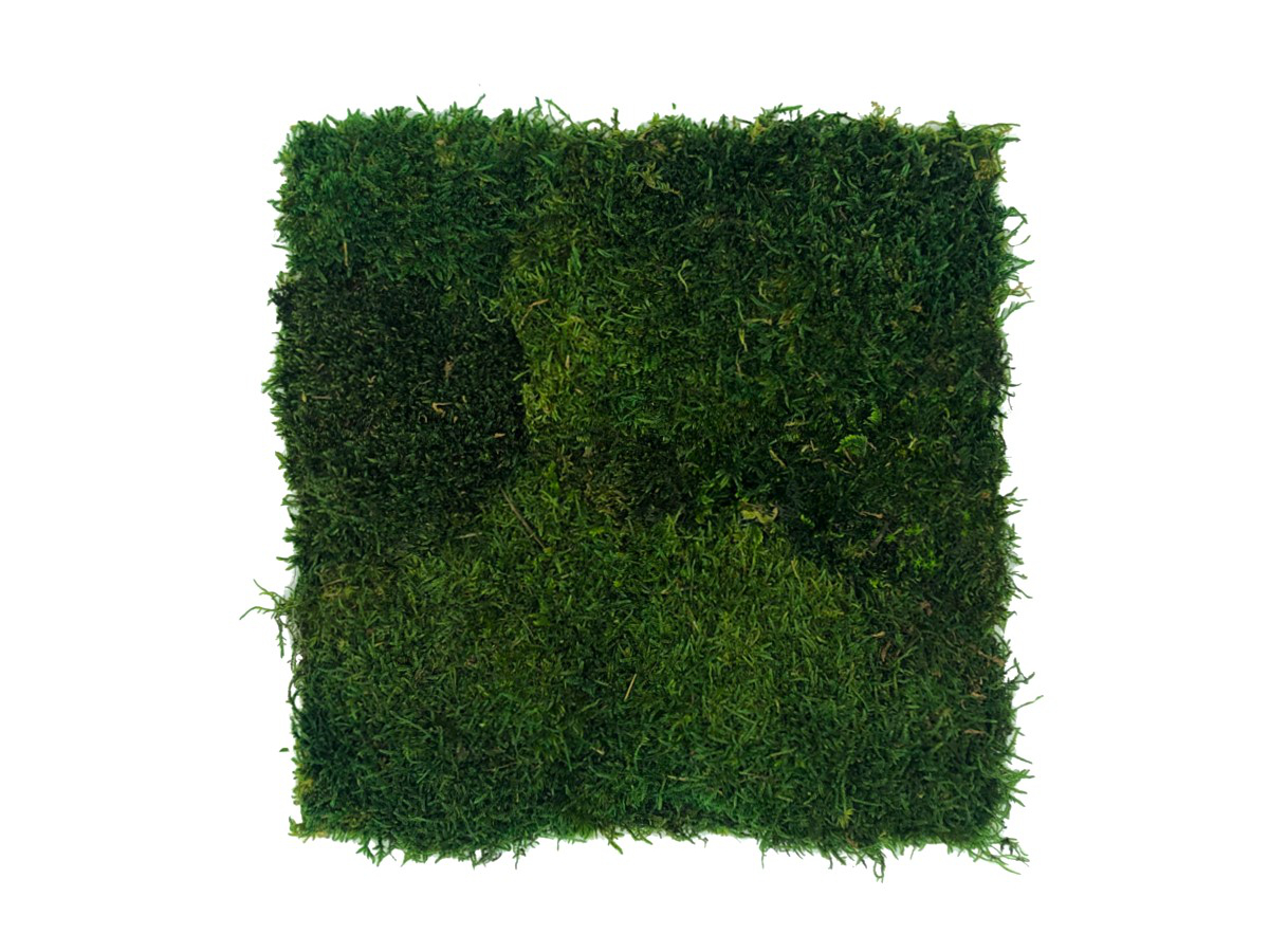 5168211815 Panel z Mchu Płaskiego 50x50cm Ciemnozielony - obrazek 1