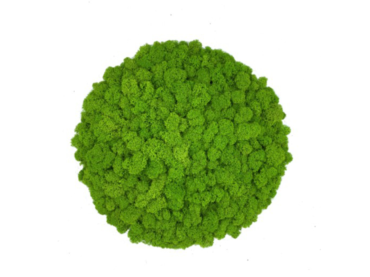 5172987701 Panel Okrągły z Mchu Reniferowego PREMIUM, Wyspa z Mchu Chrobotka Jasnozielony Średnica 42 cm - obrazek 1