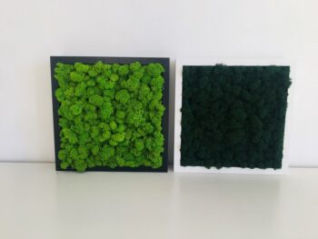 Obraz z Mchu Reniferowego/ Mchu Chrobotka w Białej Ramie 27x27cm - obrazek 2