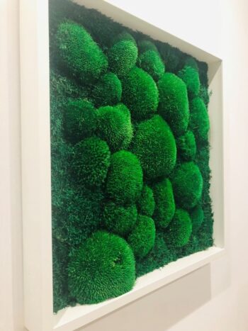 Obraz z Mchu Poduszkowego i Płaskiego w ramie 52x52 cm - obrazek 2