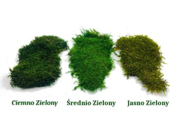 Mech Płaski Dekoracyjny PREMIUM w Pudełku z Okienkiem 20x20x10 cm – Ciemnozielony - obrazek 7