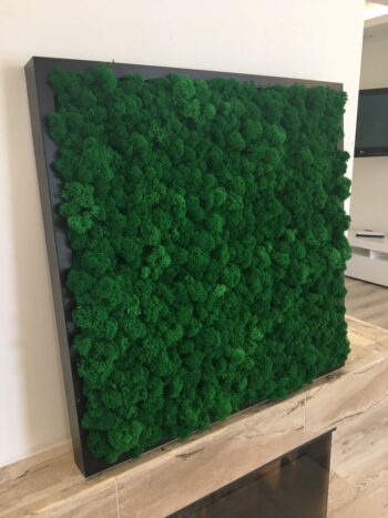 Panel z Mchu Reniferowego/ Mchu Chrobotka 50x50cm Średniozielony - obrazek 4