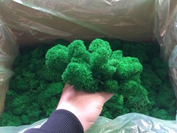Mech Chrobotek / Reniferowy Fiński Oczyszczony PREMIUM 500g - Średniozielony - obrazek 3