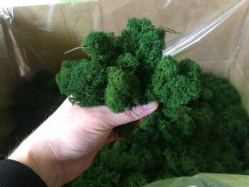 Mech Chrobotek / Reniferowy Fiński Oczyszczony PREMIUM 500g - Ciemnozielony - obrazek 2