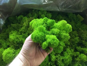 Mech Chrobotek / Reniferowy Fiński Oczyszczony PREMIUM 500g - MIX 3 Kolorów - obrazek 4