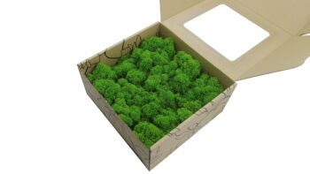 Mech Chrobotek - Mech Reniferowy Fiński w Pudełku Okienkiem 20x20x10 cm Jasnozielony - obrazek 3