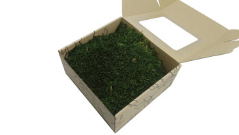 Mech Płaski Dekoracyjny PREMIUM w Pudełku z Okienkiem 20x20x10 cm – Ciemnozielony - obrazek 2