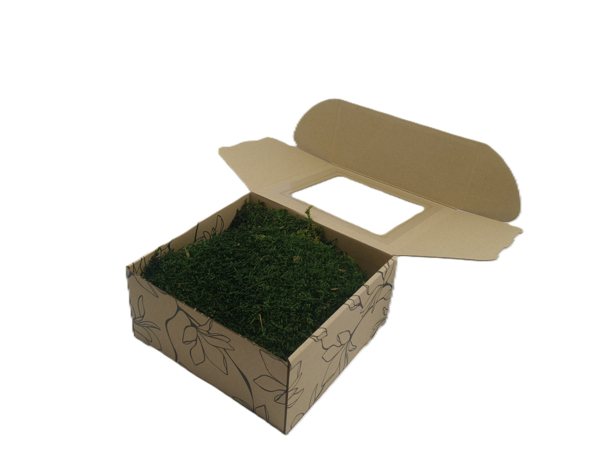 5260319521 Mech Płaski Dekoracyjny PREMIUM w Pudełku z Okienkiem 20x20x10 cm – Jasnozielony - obrazek 1