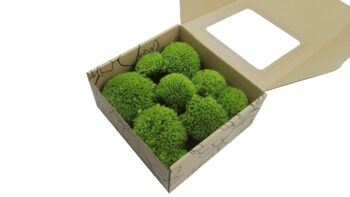 Mech PODUSZKOWY PREMIUM w Pudełku z Okienkiem 20x20x10 cm Średniozielony - obrazek 2