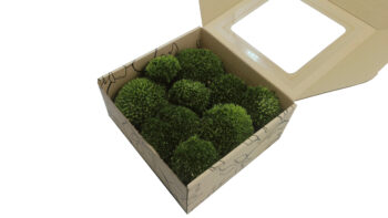 Mech PODUSZKOWY PREMIUM w Pudełku z Okienkiem 20x20x10 cm Ciemnozielony - obrazek 2