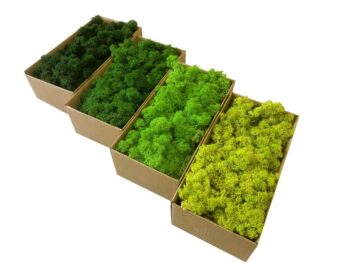 Mech Reniferowy Oczyszczony PREMIUM 500g - Mech Chrobotek - Mix 4 Kolorów - obrazek 3