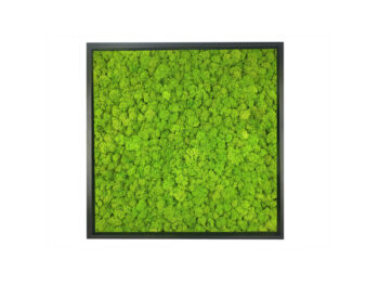 Obraz z Mchu Reniferowego/ Mchu Chrobotka w Ramie 52x52cm - obrazek 8
