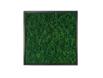 Obraz z Mchu Reniferowego/ Mchu Chrobotka w Ramie 52x52cm - obrazek 7