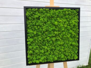 Obraz z Mchu Reniferowego/ Mchu Chrobotka w Ramie 52x52cm - obrazek 2