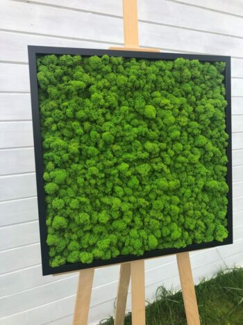 Obraz z Mchu Reniferowego/ Mchu Chrobotka w Ramie 52x52cm - obrazek 9